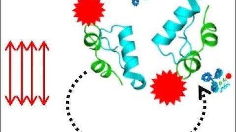 Webinar: Designing Tools and Materials to Create a Benchtop Window into the Islet-immune Interface