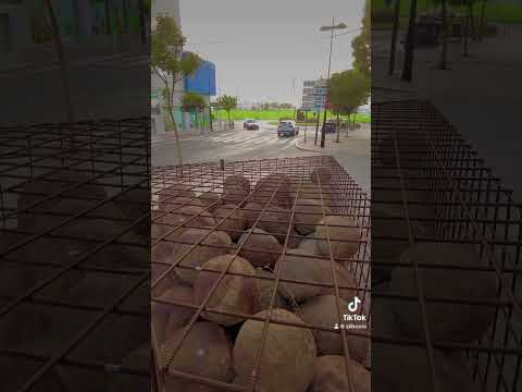 الحاجب المنصور تنب أ بحكم الأندلس في مراهقته