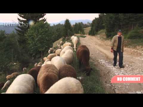 Видео: Разлика между планинските кози и планинските овце