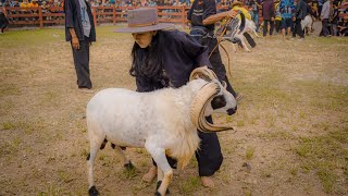 NAGASAKTI || SPRING TASTE LATBER GARUT SHEEP CONTEST IN PAMIDANGAN KATUMBIRI