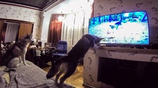 ЩЕНОК УВИДЕЛ СЕБЯ В ТЕЛЕВИЗОРЕ - щенок в шоке ЩЕНОК УВИДЕЛ СЕБЯ В ТЕЛЕВИЗОРЕ - щенок в шоке