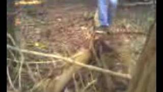 John Bragino tree running fall.3g2