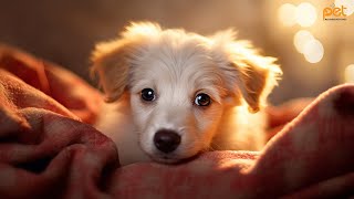 Dog Music: Relaxation Therapy | Over 24 HOURS of the best anti-anxiety music for Cats and Dogs! #1