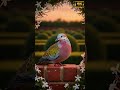 Bird Sound ASMR | This Columbidae Singing Of The (Spotted Dove) | Soft Cooing In 4K Close-Up