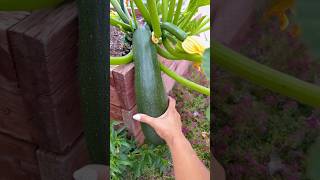 Let's harvest zuccini from home garden 🫛🌶🥒 #gardening #farming #agriculture #satisfying #vegetables