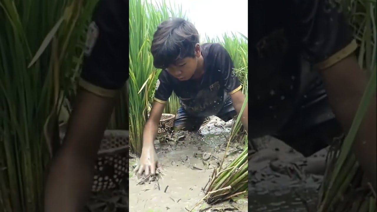 Catching fish in the rice field