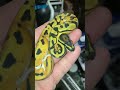 Pied ballpython #snake #amazing #reptiles #animal #ballpython #animals #pets