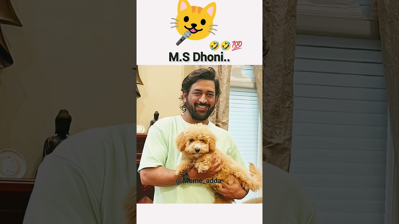 New generation cat song 