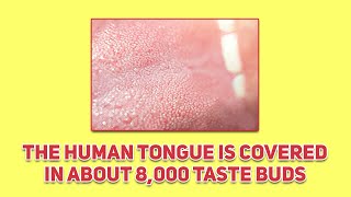 The Human Tongue Is Covered in 8000 Taste Buds