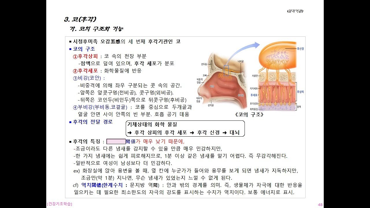 [건강기초학습] 이계완.제7장_감각기관12(후각.미각,촉각 - 코.혀.피부) 12분... 시작 순서 : 내몸둘러보기(코 ...