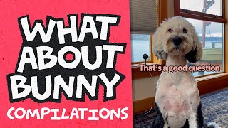Ouch! Feel Concerned | What About Bunny