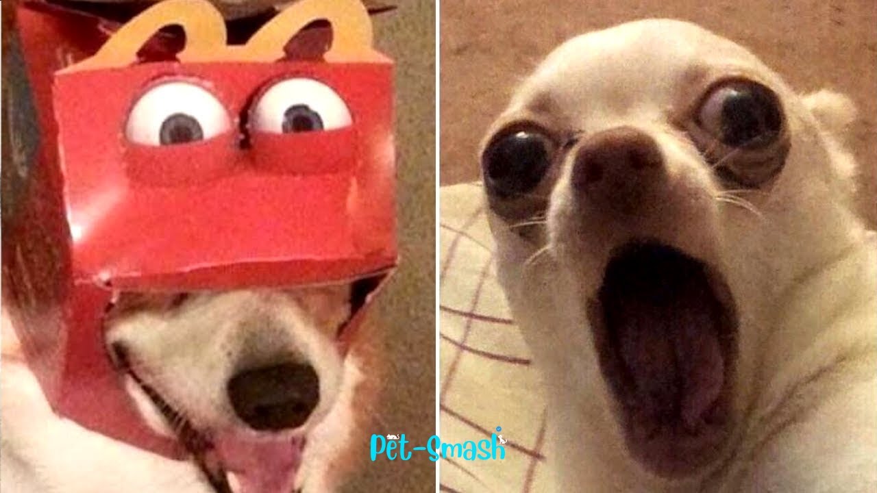 FUNNIEST Pet Fails of 2025!!! 🤣🤣 (PART 2)