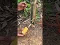 Very good creative Survival trap ideas #trap