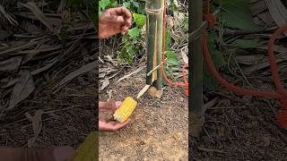 Very good creative Survival trap ideas #trap