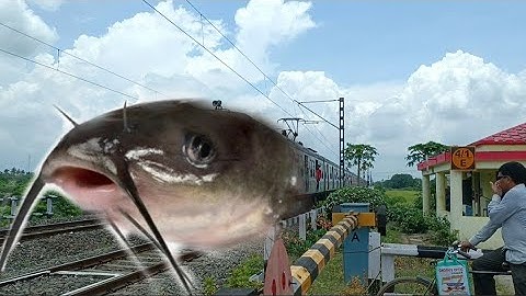 Catfish Headed Galloping EMU Local Train Dangerous & Furious Moving Out Railgate
