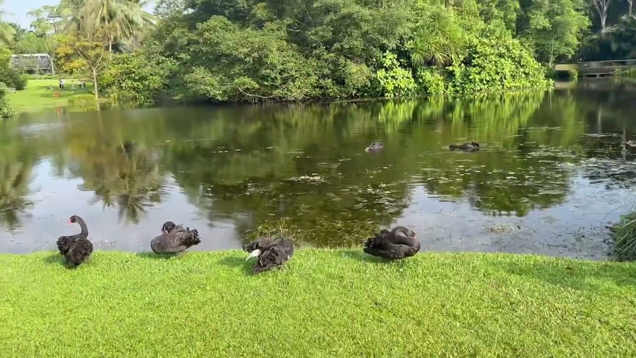 新加坡🇸🇬植物园里🈶6️⃣只黑天鹅🦢 There are 6️⃣ black swans 🦢 in Singapore 🇸🇬  Botanic Garden 🪴 | Wei Li