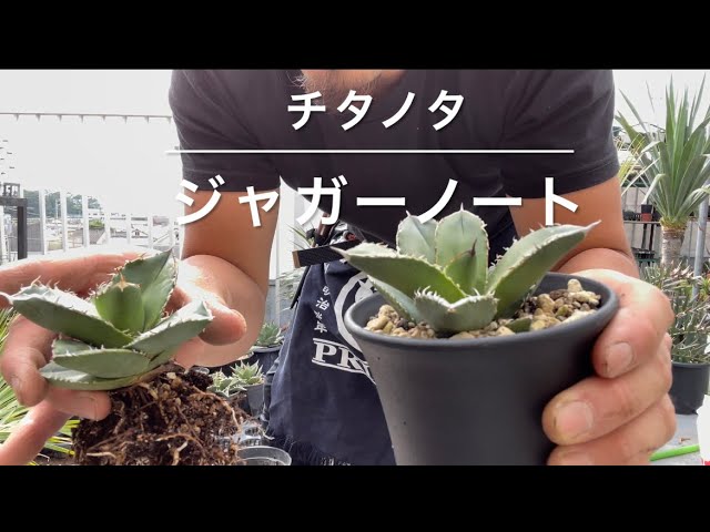 【チタノタ・ジャガーノート】水捌け最強にしてアイアンの鉢に植えてみた