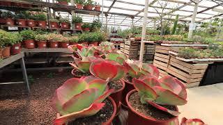 La Ferme aux Cactus