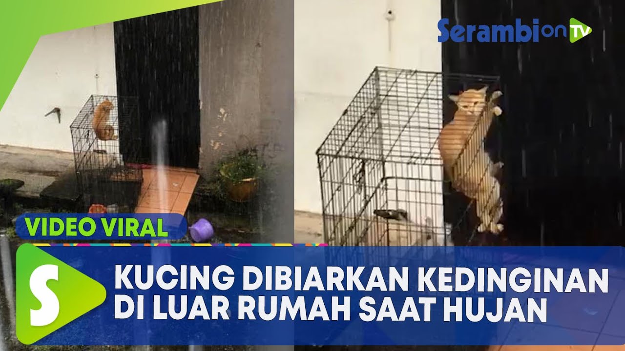 Viral Kucing Dibiarkan Kedinginan di Luar Rumah saat Hujan Deras, Asosiasi Hewan Kecam Pemilik