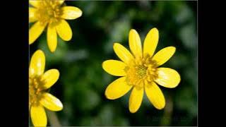 Vasaiker Masala 5 (East Indain Songs)