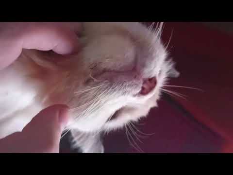 детально лечение почечной недостаточности у кота