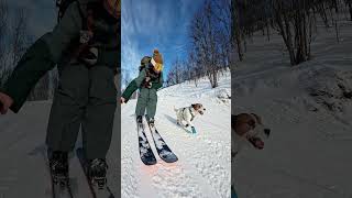 Gopro | Downhill Skiing With A Cute Pup 🎬 Elisabeth Mathisen #Shorts #Dogs