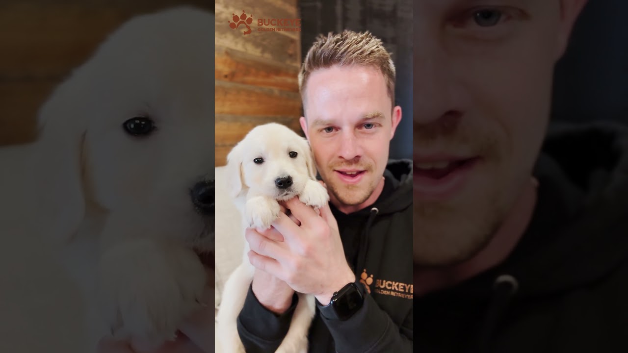 Ollie - 3 - AKC Champion European Golden Retriever Puppies | Buckeye Golden Retrievers