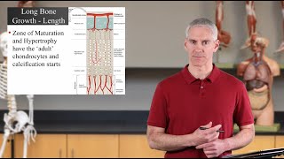 Long Bone Growth - Length and Width (Ch06 - Slides60-67)