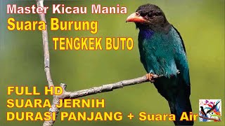 Masteran Murai, Suara Burung TENGKEK BUTO Durasi Panjang + Terapi Suara Air Mengalir..SUARA JERNIH.!