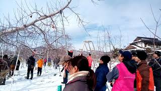 20190110長野県果樹研究会1327〜普通樹剪定交流会