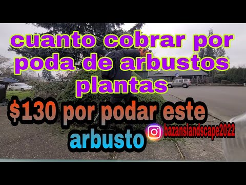 Video: ¿Cuánto cobran los paisajistas por plantar arbustos?