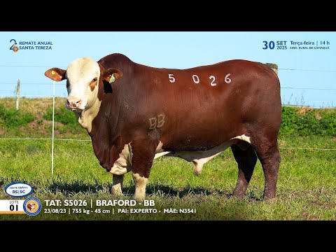 LOTE 01 TAT TES5026 BRAFORD Est  Sta Tereza