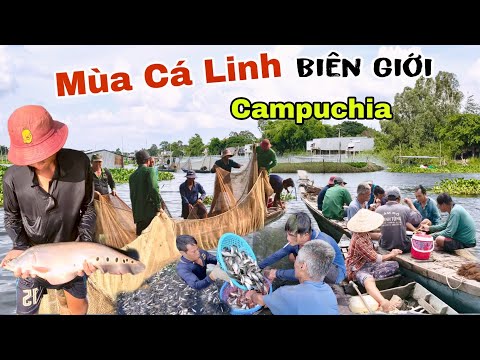 Độc đáo nghề chụp chà cá linh kiếm tiền triệu chợ biên giới Campuchia cá đồng đóng đóng 