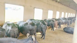 Dairy farming business in Punjab || Milk business in Pakistan