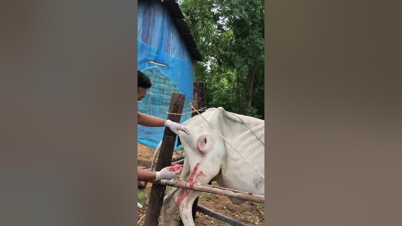 how-to-treat-abscess-cow-how-to-treat-two-abscess-in-cow-s-leg-watch