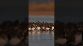 Dunlin on Ice #shorts