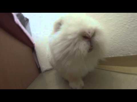 bunny-making-funny-angry-noise