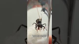 Tek kanatlı kraliçemiz ilk yumurtalarını bırakmış 🥚