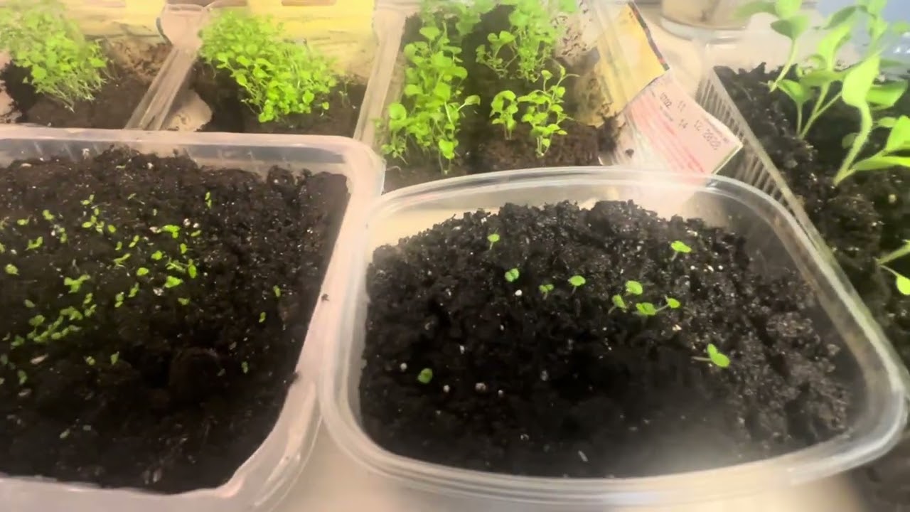 Прошло 5 дней🌱 как поживают лобелии и петунии?