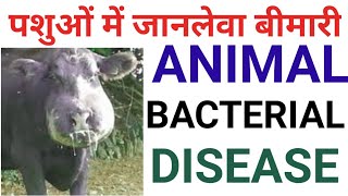 animal bacterial disease/पशुओं में पाई जाने वाली जानलेवा बीमारियां/cattle bacterial disease/ viral
