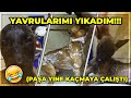 PAŞA İLE YENİ YAVRUYU BANYODA YIKADIM!!! (PAŞAYI ZOR TUTTUK)