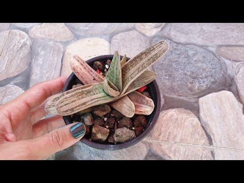 Video: Gasteria Bitki Bakımı - Gasteria Etli Bitkilerinin Bakımını Öğrenin