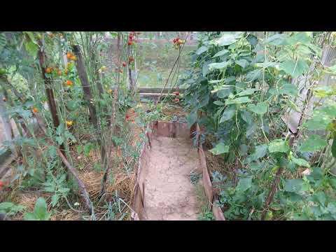 Video: Ako Uviazať Uhorky V Skleníku A Na Otvorenom Poli