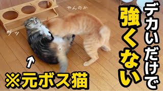 23歳一人暮らし。元ボス猫を家族に迎えたらデカいだけでちっとも強くないただのアザラシでした