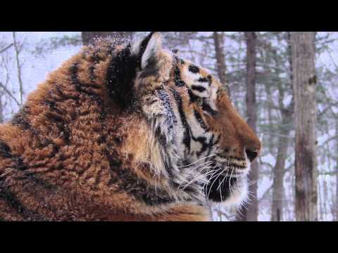 The Tiger - John Vaillant