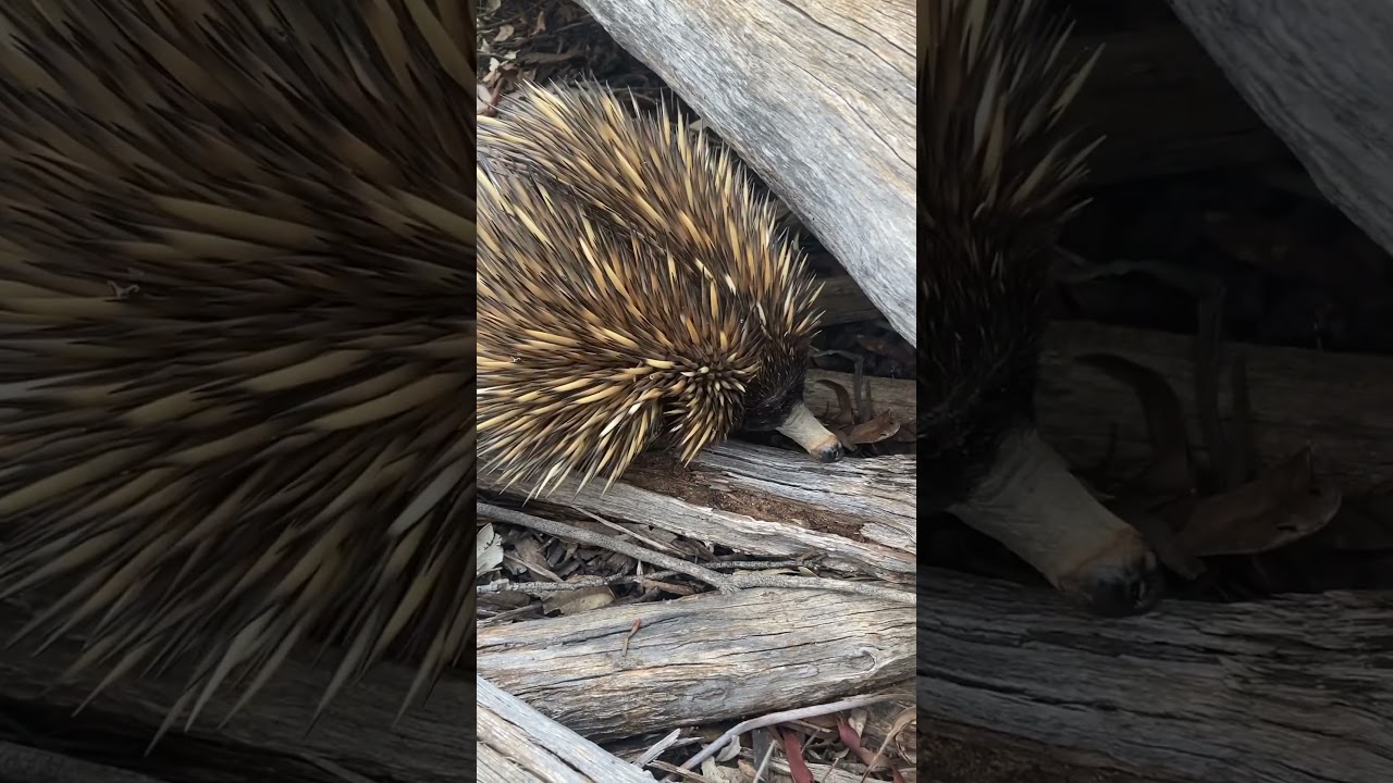 Nocturnal wildlife adventure 🌚🦔🐒FULL VIDEO LIVE 