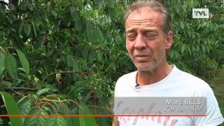 Zware Regenval Vernielt Kersenoogst In Haspengouw