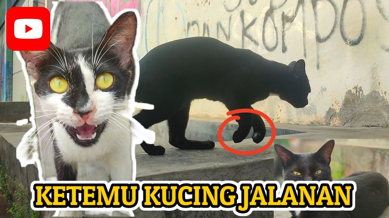 DI APAIN ORANG INI KUCING⁉️