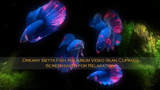 Dreamy Betta Fish Aquarium Video (Ikan Cupang) Screensaver for Relaxation