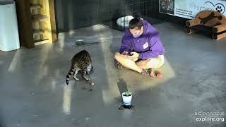 Breakfast and grass.  Mouser Savannah at Big Cat Rescue.